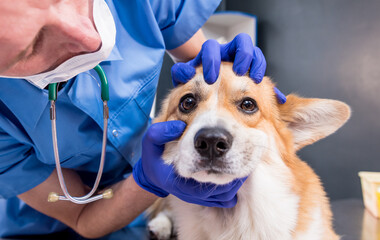 Veterinarian examines the eyes of a sick Corgi dog