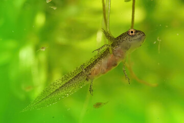Larva of the Carpathian newt (Lissotriton montandoni) on a green background