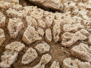 Tropical Sea shore coral closeup. Undersea view Shallow water snorkeling