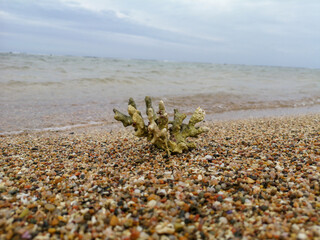 coral skeleton texture structure. Dead coral reef. Abstract natural texture.