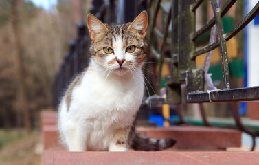 home cat for a walk in the park 