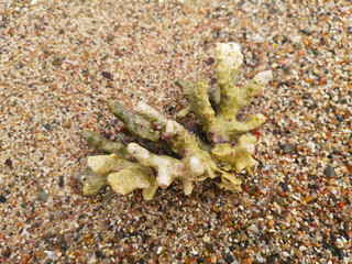 coral skeleton texture structure. Dead coral reef. Abstract natural texture.