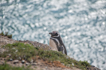 Pingüino de Magallanes en la playa
