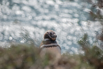 Pingüino de Magallanes