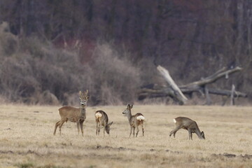 Fototapeta na wymiar a herd of roe deer on a wild field in Poland