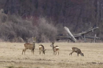 Fotobehang a herd of roe deer on a wild field in Poland © Robert