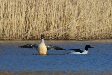 Mergansers swimming in the lake against the background of reeds