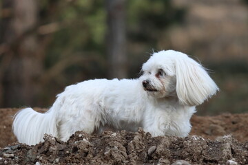 little white male, Maltese