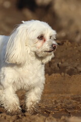 little white male, Maltese