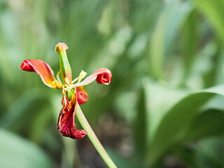 red and yellow flower