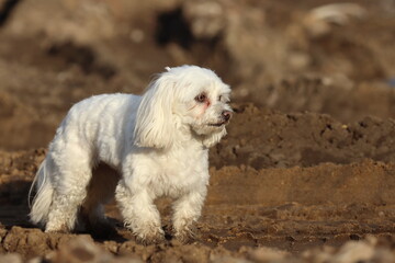 little white male, Maltese