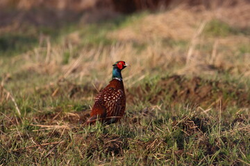 pheasant in the field