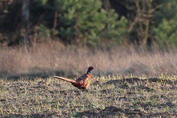 pheasant in the field, Poland