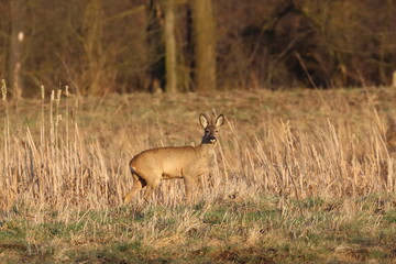 deer in the grass