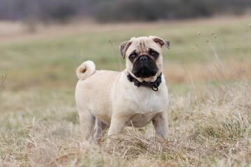 Obraz premium english bulldog puppy