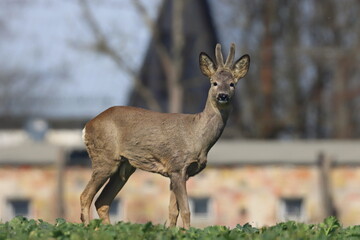 roebuck in the clearing