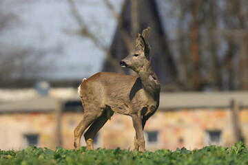 roebuck in the clearing