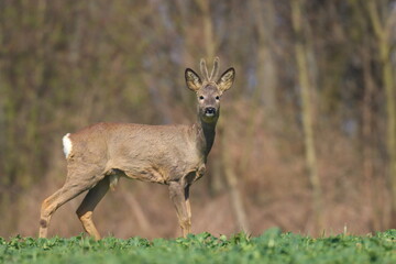roebuck in the forest