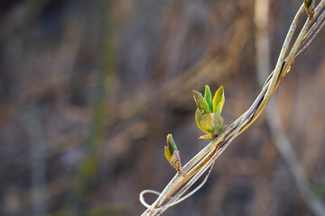 New honeysuckle leaves in spring with close up. Copy space for text. Textured garden nature...