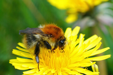 Queen of a common carder bumblebee (Bombus pascuorum) on a dandelion (Taraxacum officinale)