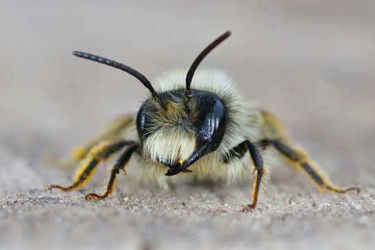 Frontal macro shot of a male gray-backed mining bee (Andrena vagaries)