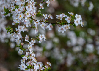 branch covered with white flowers, spring bloom