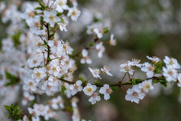 branch covered with white flowers, spring bloom