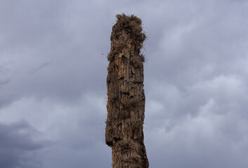 Giant cactus. Closeup view of Echinopsis atacamensis cacti, also called Cardon, with a stormy sky background. 