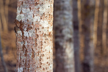 Young aspen tree trunk in the forest with close up. Spring nature close up. Natural tree trunks...