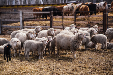 Flock of sheep in an open stall in the farm