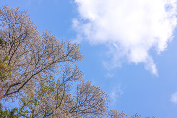 高尾の桜