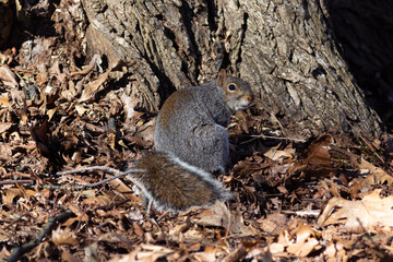 squirrel hiding nuts near tree