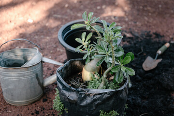 Gardener Prepare for Repotting a Tree in a Pot at The Garden. Home Gardening Flower and Tropical Tree Planting.