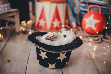 White rabbit crawls out of a hat circus decorations © Evgeniya