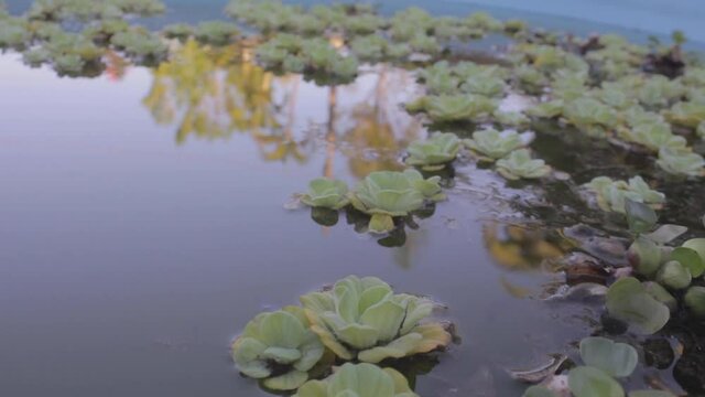 flor flutuando na &aacute;gua