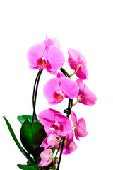 Fototapeta na wymiar Bright Blossoming blooming orchid flower in pot on white background