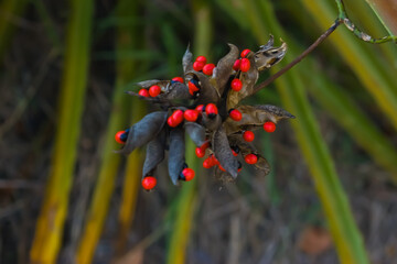 red poppy flowers