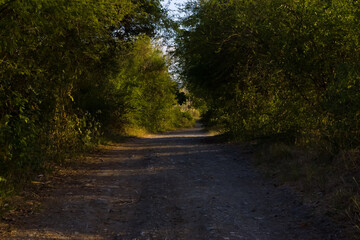 Fototapeta premium road in the woods