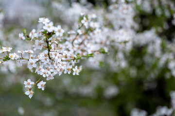 branch covered with white flowers, spring bloom