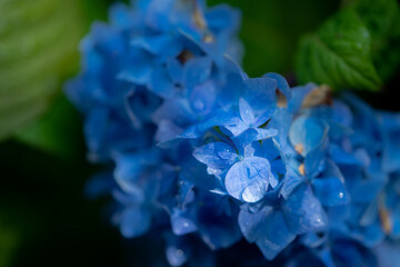 紫陽花の花びらについた水滴をマクロ撮影