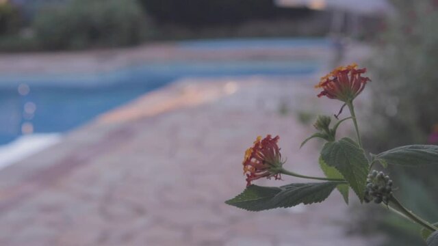 Piscina e Jardim