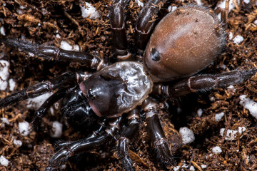 Trapdoor Spider (likely Bothriocyrtum californicum)
