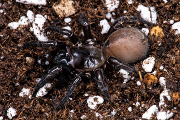 Trapdoor Spider (likely Bothriocyrtum californicum)