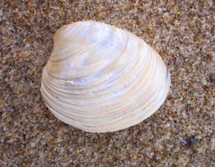 Quahog Shell on Cape Cod Sand