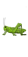 grasshopper
