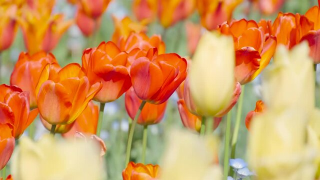 【春】カラフルなチューリップの花が風に揺れる自然風景　フィクス撮影	