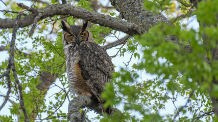 A Great Horned Owl Roosts During the Day in Oklahoma