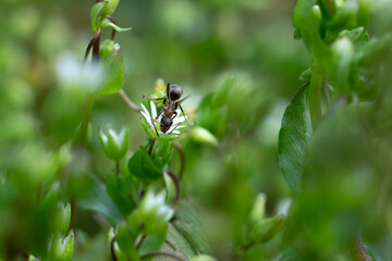 A close up of a forest ant on a flower