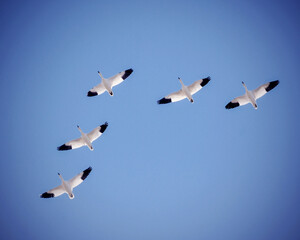 A Small Flock of Snow Geese in Flight During Migration in Oklahoma