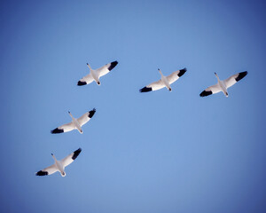 A Small Flock of Snow Geese in Flight During Migration in Oklahoma